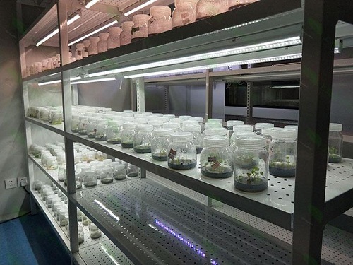 准格尔植物组织培养实验室设计建设方案